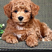 Prince joined the competition — help win amazing prizes! puppy, dog, pet, brown_fur, curly_fur, cute, closeup, portrait, big_eyes, black_nose, paws, sitting, couch, fabric, indoor, studio_style, fluffy, small_plant, adorable, young