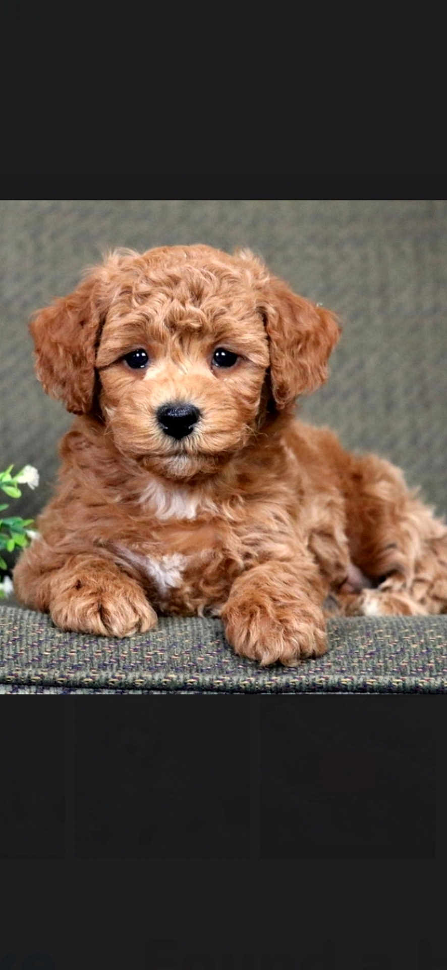 Prince joined the competition — help win amazing prizes! puppy, dog, pet, brown_fur, curly_fur, cute, closeup, portrait, big_eyes, black_nose, paws, sitting, couch, fabric, indoor, studio_style, fluffy, small_plant, adorable, young