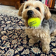 Samy participe au concours pour gagner de l'argent avec cette photo : dog, small_dog, shaggy_fur, tan_fur, gray_fur, tennis_ball, ball, pet, standing, indoors, living_room, ornate_rug, bookshelf, books, wooden_furniture, portrait, close_up, playful, text_overlay, french_text