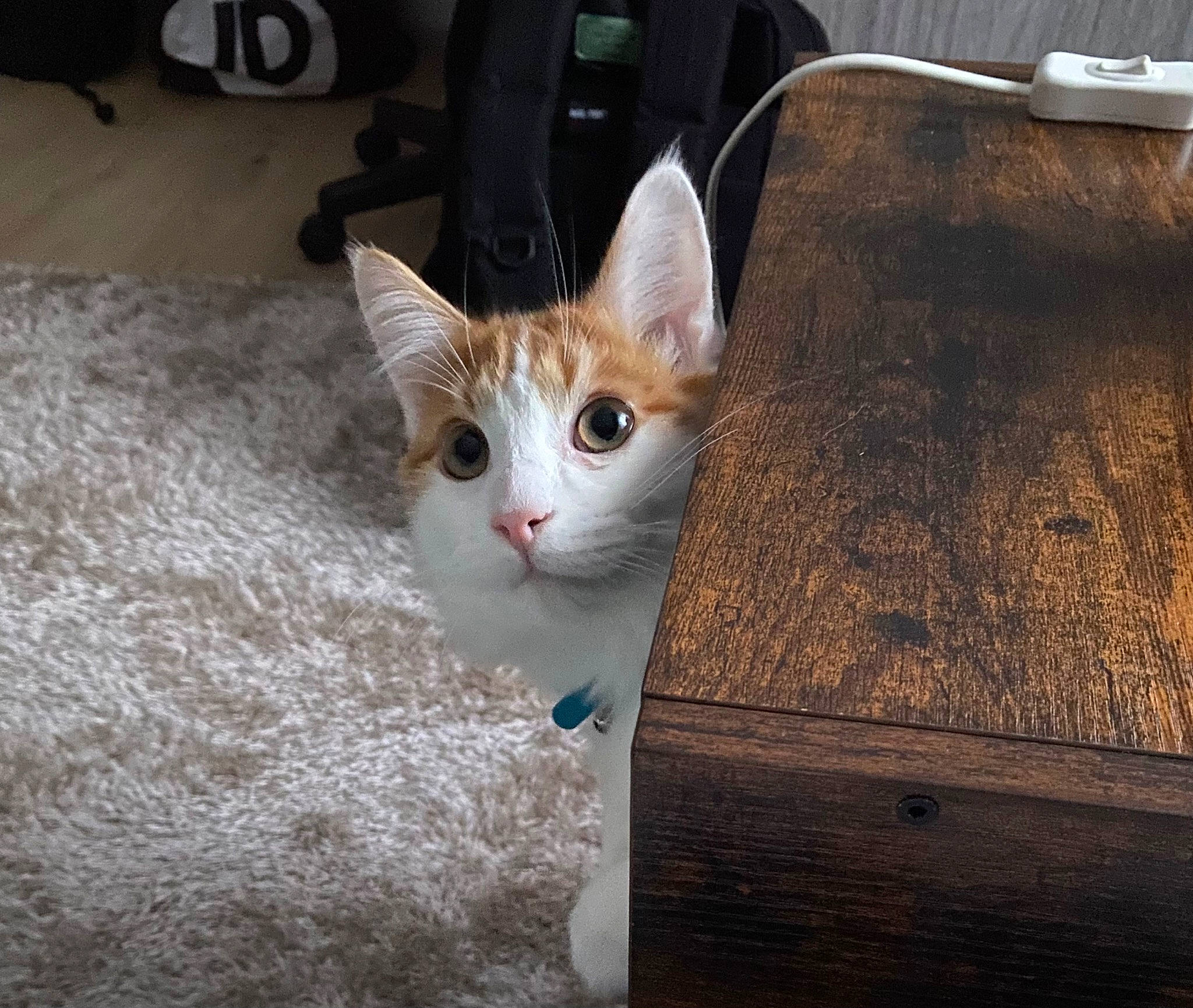 Trésor a rejoint le concours — aidez-le/la à gagner de superbes lots ! box, carnivore, cat, domestic_short_haired_cat, fawn, felidae, fur, hardwood, paw, small_to_medium_sized_cats, snout, tail, tree, whiskers, wood