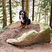 Guy a rejoint le concours — aidez-le/la à gagner de superbes lots ! dog, bernese_mountain_dog, forest, rock, tree, outdoor, nature, animal, canine, pet, moss, pine_tree, brown, black, white, tongue_out, happy, sitting, woods, daylight