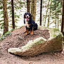 dog, bernese_mountain_dog, forest, rock, tree, outdoor, nature, animal, canine, pet, moss, pine_tree, brown, black, white, tongue_out, happy, sitting, woods, daylight