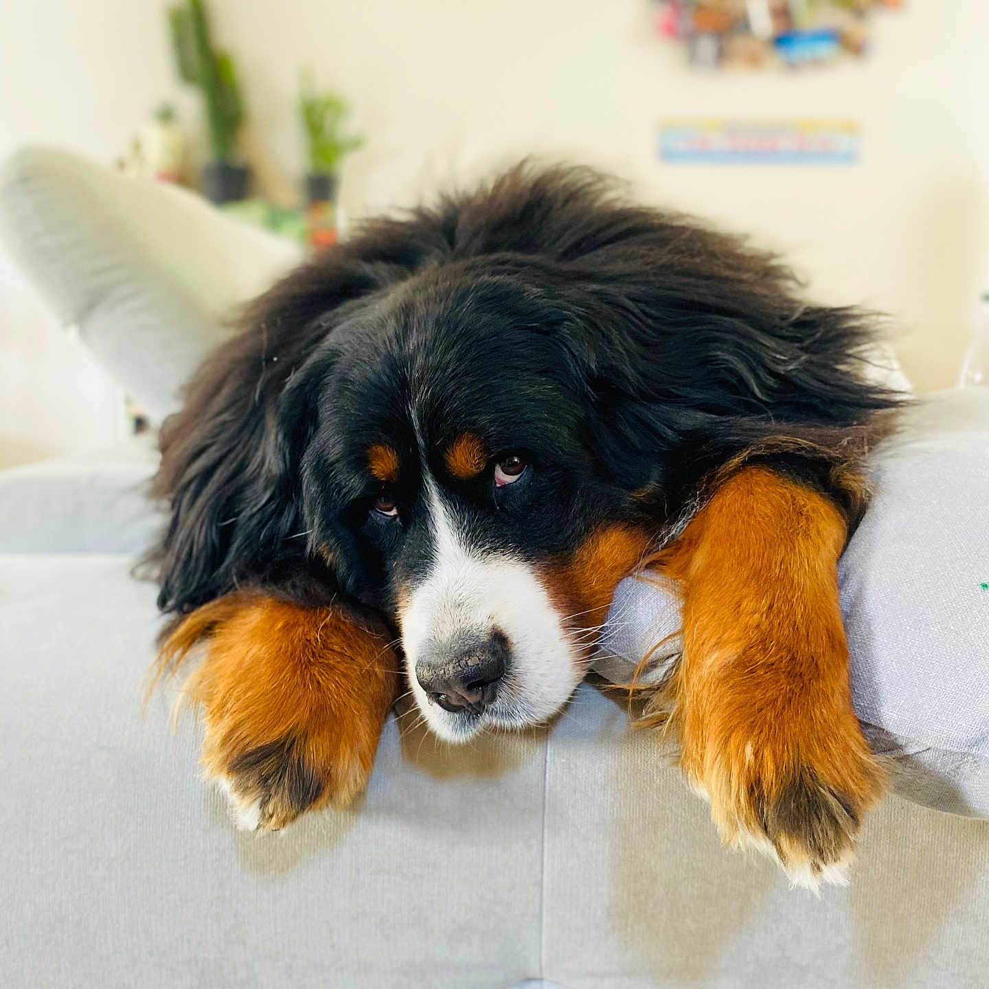 Guy a rejoint le concours — aidez-le/la à gagner de superbes lots ! bernese_mountain_dog, black, brown, canine, close_up, companion, couch, cute, dog, domestic_animal, fluffy, fur, furniture, indoor, laying_down, living_room, mammal, pet, relaxed, white
