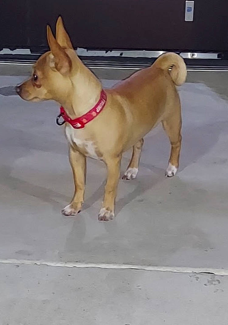 Romeo is registered to the contest to win money with this photo: ancient_dog_breeds, carnivore, chihuahua, collar, companion_dog, dog, dog_breed, dog_collar, dog_supply, hunting_dog, liver, non_sporting_group, paw, pet_supply, tail, terrestrial_animal, toy_dog, working_animal, working_dog