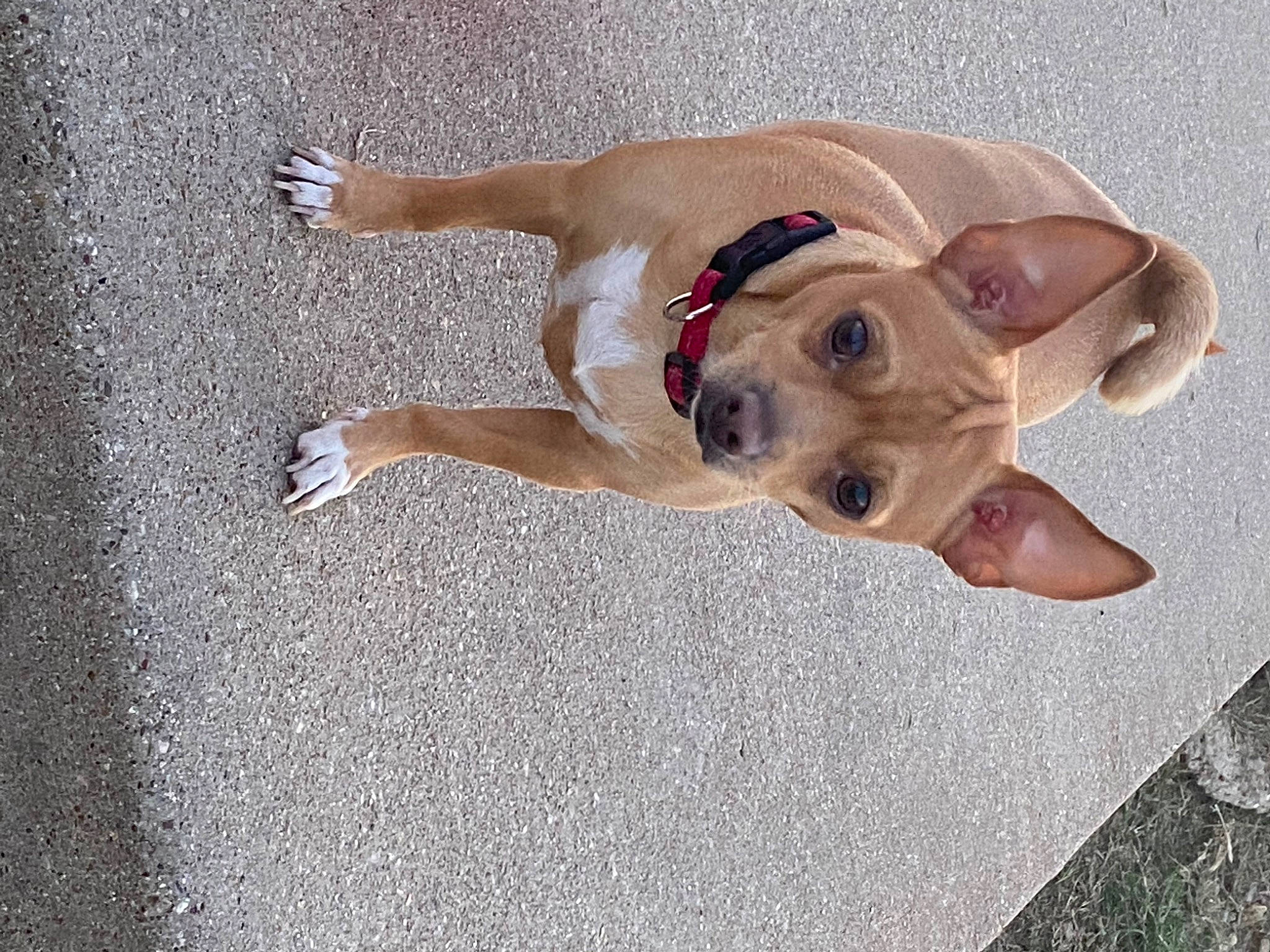 Romeo is registered to the contest to win money with this photo: asphalt, canidae, carnivore, collar, companion_dog, concrete, dog, dog_breed, dog_clothes, dog_collar, dog_supply, fawn, leash, paw, pet_supply, road_surface, snout, sporting_group, tail, working_animal