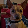dog, small_dog, tan_dog, pet, canine, alert, ears, collar, indoor, living_room, blanket, couch, furniture, animal, domestic_animal, cute, companion, household, portrait, curious