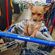 Romeo joined the competition — help win amazing prizes! blanket, blanket_in_cart, brown_dog, canine, casual, clothes, dog, fabric, furniture, goods, hanger, indoor, merchandise, pet, retail, retail_store, shelf, shopping, shopping_cart, store