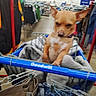 blanket, blanket_in_cart, brown_dog, canine, casual, clothes, dog, fabric, furniture, goods, hanger, indoor, merchandise, pet, retail, retail_store, shelf, shopping, shopping_cart, store
