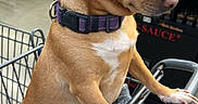 Romeo joined the competition — help win amazing prizes! aisle, animal, blanket, brown_dog, collar, dog, floor, indoor, mammal, metal, pet, pet_accessory, quiet, resting, shopping_cart, short_hair, side_view, small_dog, store, waiting
