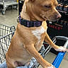 aisle, animal, blanket, brown_dog, collar, dog, floor, indoor, mammal, metal, pet, pet_accessory, quiet, resting, shopping_cart, short_hair, side_view, small_dog, store, waiting