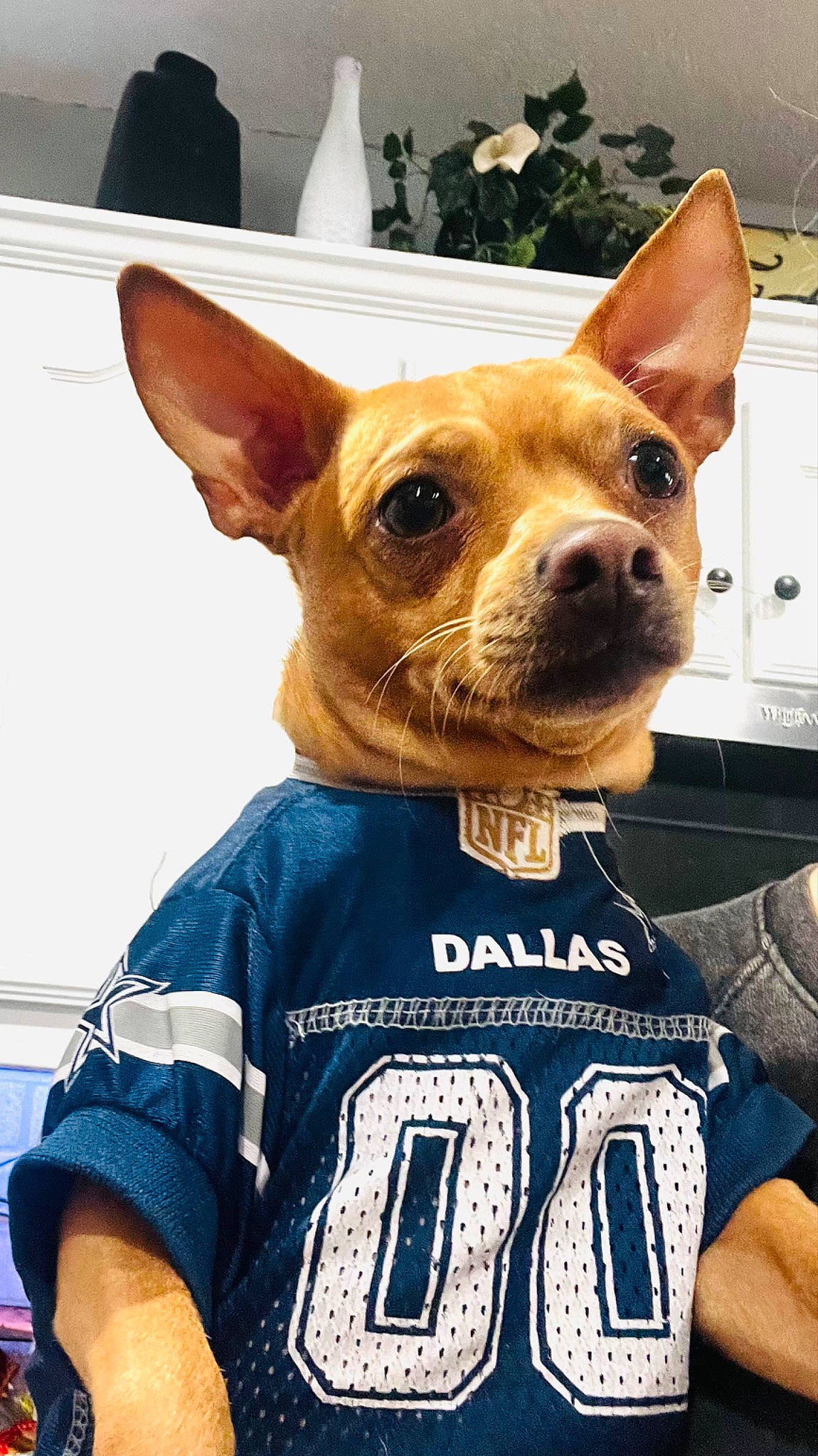 Romeo is registered to the contest to win money with this photo: canidae, carnivore, chihuahua, companion_dog, corgi_chihuahua, dog, dog_breed, ear, electric_blue, fawn, fur, jersey, prazsky_krysarik, sleeve, snout, sporting_group, t_shirt, toy_dog, whiskers, working_animal