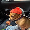 Romeo is registered to the contest to win money with this photo: animal, brown_dog, cap, car_door, car_interior, collar, cute, dog, hat, indoor, mesh_cap, pet, seat, seat_cover, small_dog, snack, star_shaped_treat, toy, treat, window