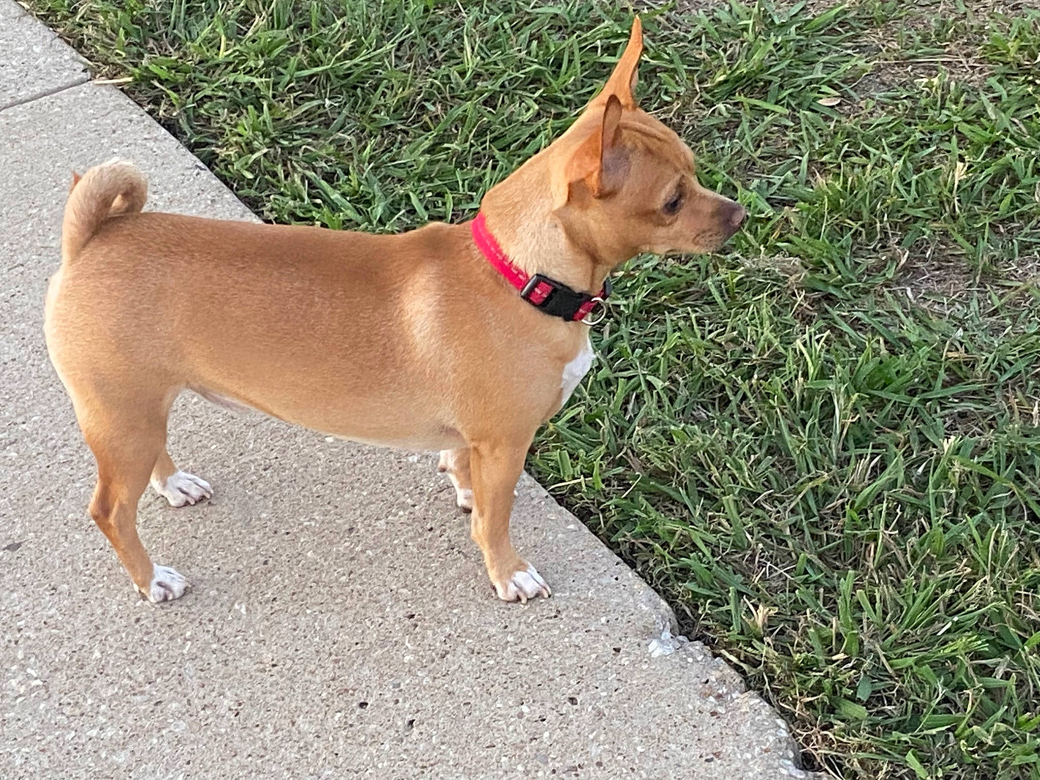 Romeo is registered to the contest to win money with this photo: ancient_dog_breeds, bicycle, canidae, carnivore, collar, companion_dog, dog, dog_breed, dog_collar, dog_supply, fawn, grass, hunting_dog, leash, liver, non_sporting_group, snout, sporting_group, tail, working_animal