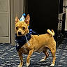 dog, small_dog, party_hat, blue_bandana, indoor, carpet, brown_dog, standing, pet, curious, looking_at_camera, celebration, animal, ears_up, tail_curled, furniture, cabinet, floor, cute, companion