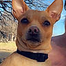 dog, small_dog, brown_dog, outdoor, nature, tree, bare_tree, blue_sky, collar, pet, animal, portrait, canine, ears, face, person_partial, shoulder, daylight, park, water