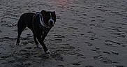 Uby a rejoint le concours — aidez-le/la à gagner de superbes lots ! beach, canine, clouds, dog, dusk, evening, footprints, harness, horizon, nature, ocean, outdoor, paw_prints, sand, shore, silhouette, sky, sun, sunset, walking