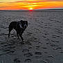 Uby a rejoint le concours — aidez-le/la à gagner de superbes lots ! dog, beach, sunset, sand, footprints, harness, silhouette, horizon, ocean, sky, sun, clouds, dusk, evening, outdoor, nature, canine, paw_prints, shore, walking