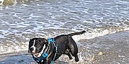 Uby participe au concours pour gagner de l'argent avec cette photo : dog, black_dog, beach, ocean, waves, sand, splash, running, wet, harness, pet, canine, playful, motion, shoreline, paws, outdoor, sunlight, active, happy