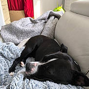 Uby a rejoint le concours — aidez-le/la à gagner de superbes lots ! black_dog, blanket, close_up, couch, cozy, cushion, dog, fur, head, indoor, living_room, nose, paw, pet, plant, portrait, red_curtain, sleeping, sunlight, whiskers
