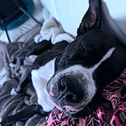 Uby participe au concours pour gagner de l'argent avec cette photo : dog, sleeping, close_up, nose, snout, whiskers, black_and_white, blanket, bed, cozy, pet, indoor, portrait, fur, collar, relaxed, human_hand, patterned_cloth, paw, resting