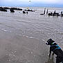 Uby a rejoint le concours — aidez-le/la à gagner de superbes lots ! dog, beach, sand, ocean, water, waves, overcast_sky, clouds, horizon, buoy, seagull, wooden_pilings, ruins, wet_sand, reflection, leash, harness, puddle, shoreline, seashells