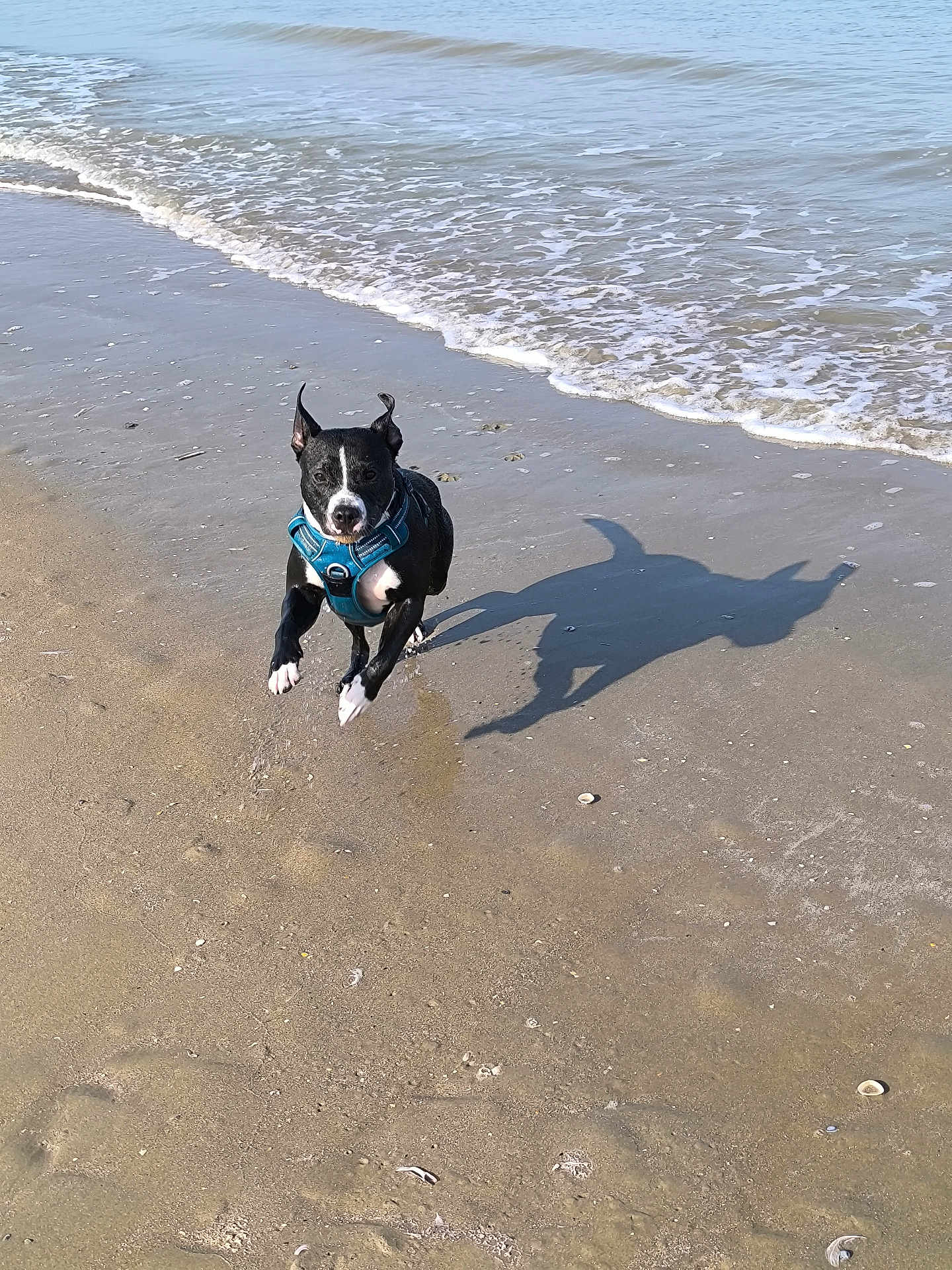 Uby a rejoint le concours — aidez-le/la à gagner de superbes lots ! dog, beach, sand, ocean, waves, harness, jumping, motion, shadow, paw, seaside, playful, pet, animal, outdoors, sunny, wet, shoreline, water, running