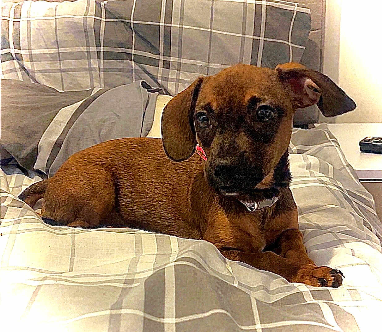 Skye is registered to the contest to win money with this photo: puppy, dog, bed, bedding, plaid, indoor, pet, cute, brown, animal, resting, collar, ears, fur, domestic, comfort, young, lying, side_view, home