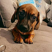 Skye joined the competition — help win amazing prizes! puppy, dog, brown, cute, pet, animal, lying_down, couch, indoor, close_up, looking, ears, paw, nails, fur, domestic_animal, companion, young, face, expression