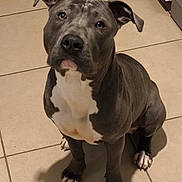 Vaya participe au concours pour gagner de l'argent avec cette photo : dog, pitbull, pet, indoor, tiled_floor, white_chest, gray_fur, sitting, looking_up, ears_up, paw, shadow, muscular, canine, companion, animal, domestic, cute, alert, friendly