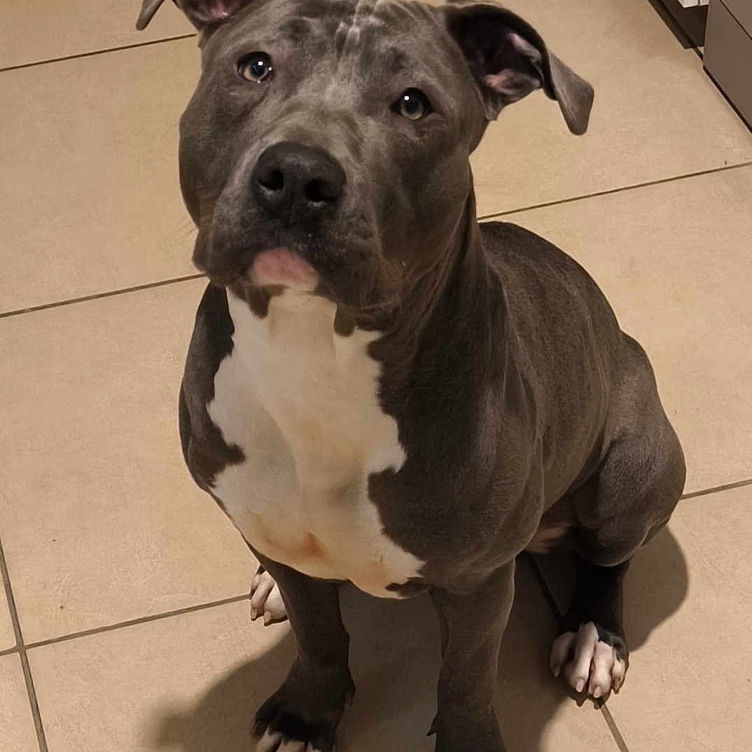 Vaya participe au concours pour gagner de l'argent avec cette photo : alert, animal, canine, companion, cute, dog, domestic, ears_up, friendly, gray_fur, indoor, looking_up, muscular, paw, pet, pitbull, shadow, sitting, tiled_floor, white_chest