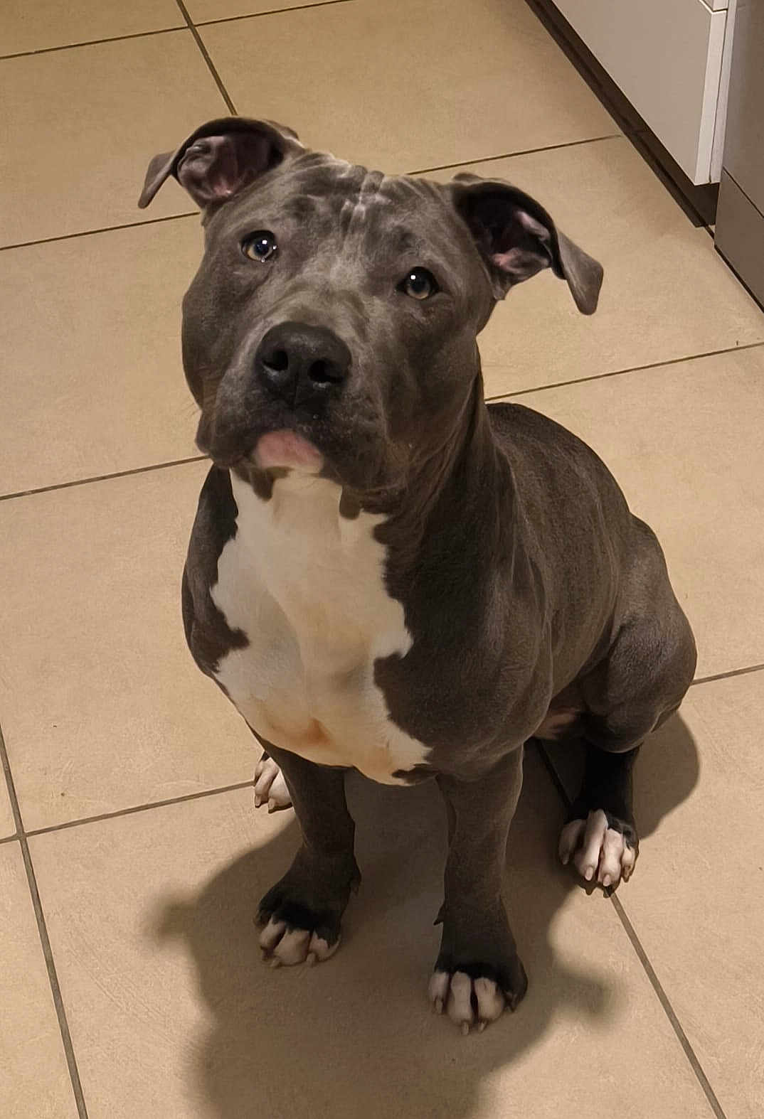 Vaya participe au concours pour gagner de l'argent avec cette photo : dog, pitbull, pet, indoor, tiled_floor, white_chest, gray_fur, sitting, looking_up, ears_up, paw, shadow, muscular, canine, companion, animal, domestic, cute, alert, friendly