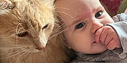 Joséphine a rejoint le concours — aidez-le/la à gagner de superbes lots ! baby, infant, cat, pet, animal, snuggling, closeup, couch, furniture, gray_clothing, orange_cat, whiskers, face, hand, thumb_sucking, fur, indoor, cozy, cute, relaxed