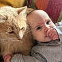 baby, infant, cat, pet, animal, snuggling, closeup, couch, furniture, gray_clothing, orange_cat, whiskers, face, hand, thumb_sucking, fur, indoor, cozy, cute, relaxed