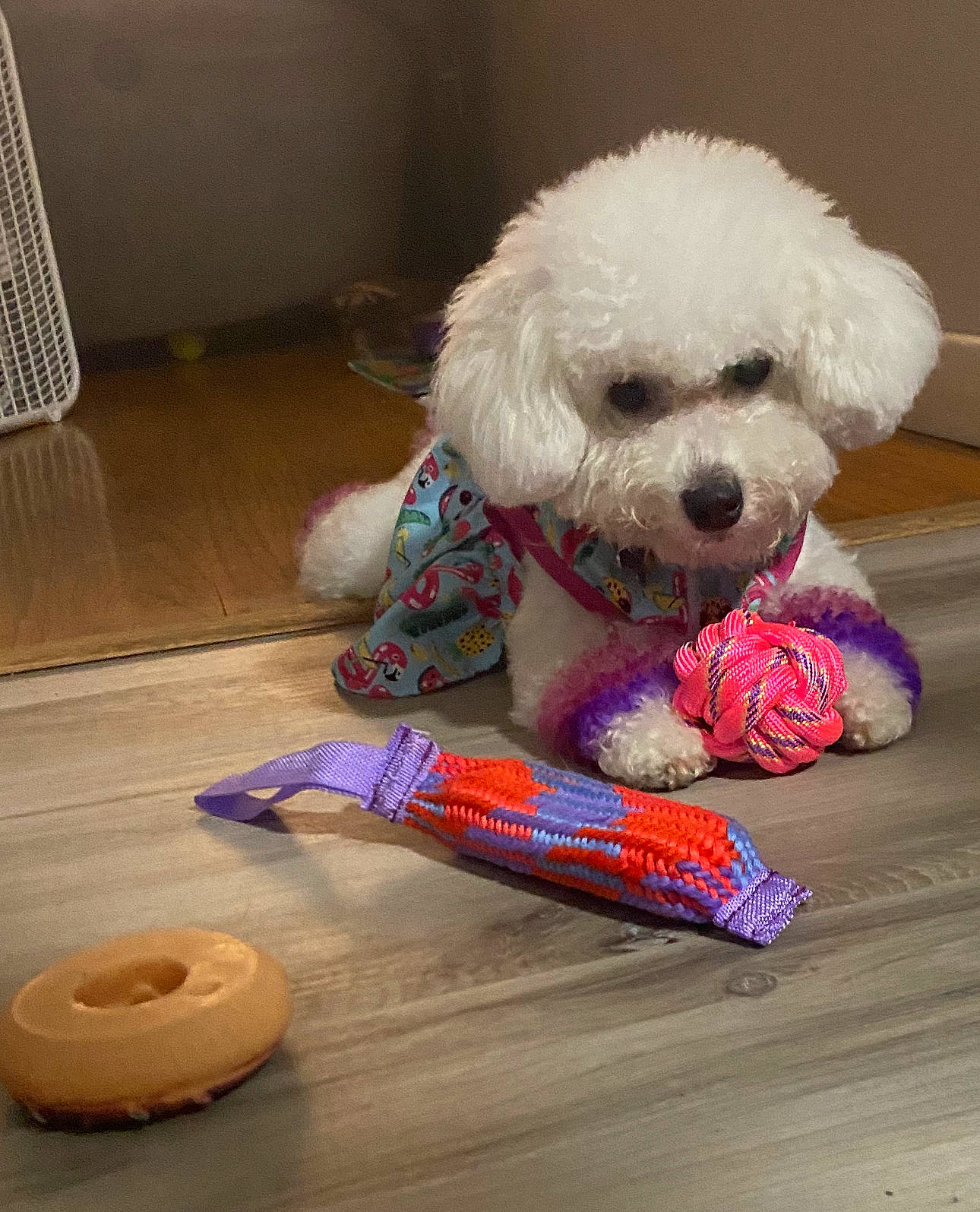 Kai is registered to the contest to win money with this photo: canidae, carnivore, companion_dog, dog, dog_breed, dog_clothes, dog_collar, dog_supply, flooring, fur, hardwood, pet_supply, poodle, sporting_group, stuffed_toy, terrier, toy, toy_dog, water_dog, wood