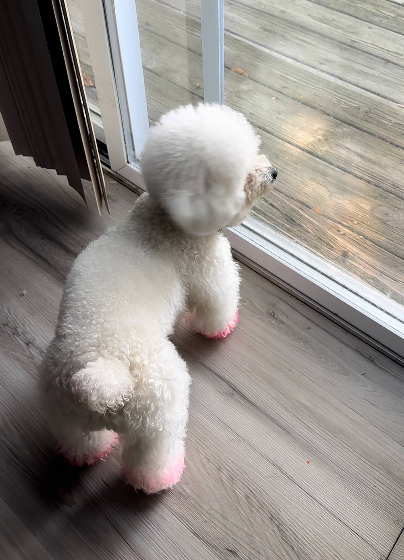 Kai is registered to the contest to win money with this photo: canidae, companion_dog, dog_breed, fur, hardwood, metal, non_sporting_group, plush, snout, sporting_group, stuffed_toy, tail, teddy_bear, toy, wood