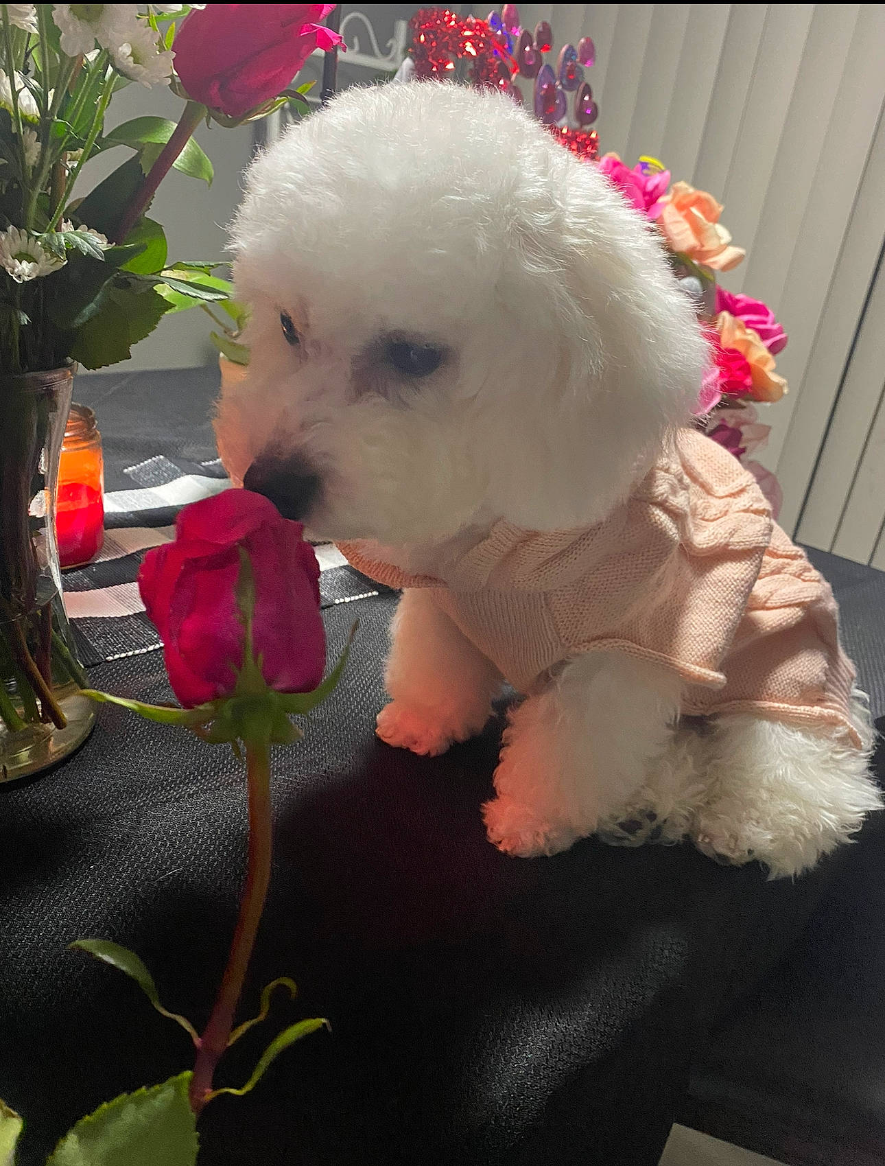 Kai is registered to the contest to win money with this photo: bichon, canidae, carnivore, companion_dog, dog, dog_breed, flower, flowerpot, fur, grass, magenta, petal, pink, plant, poodle, snout, sporting_group, toy, toy_dog, water_dog