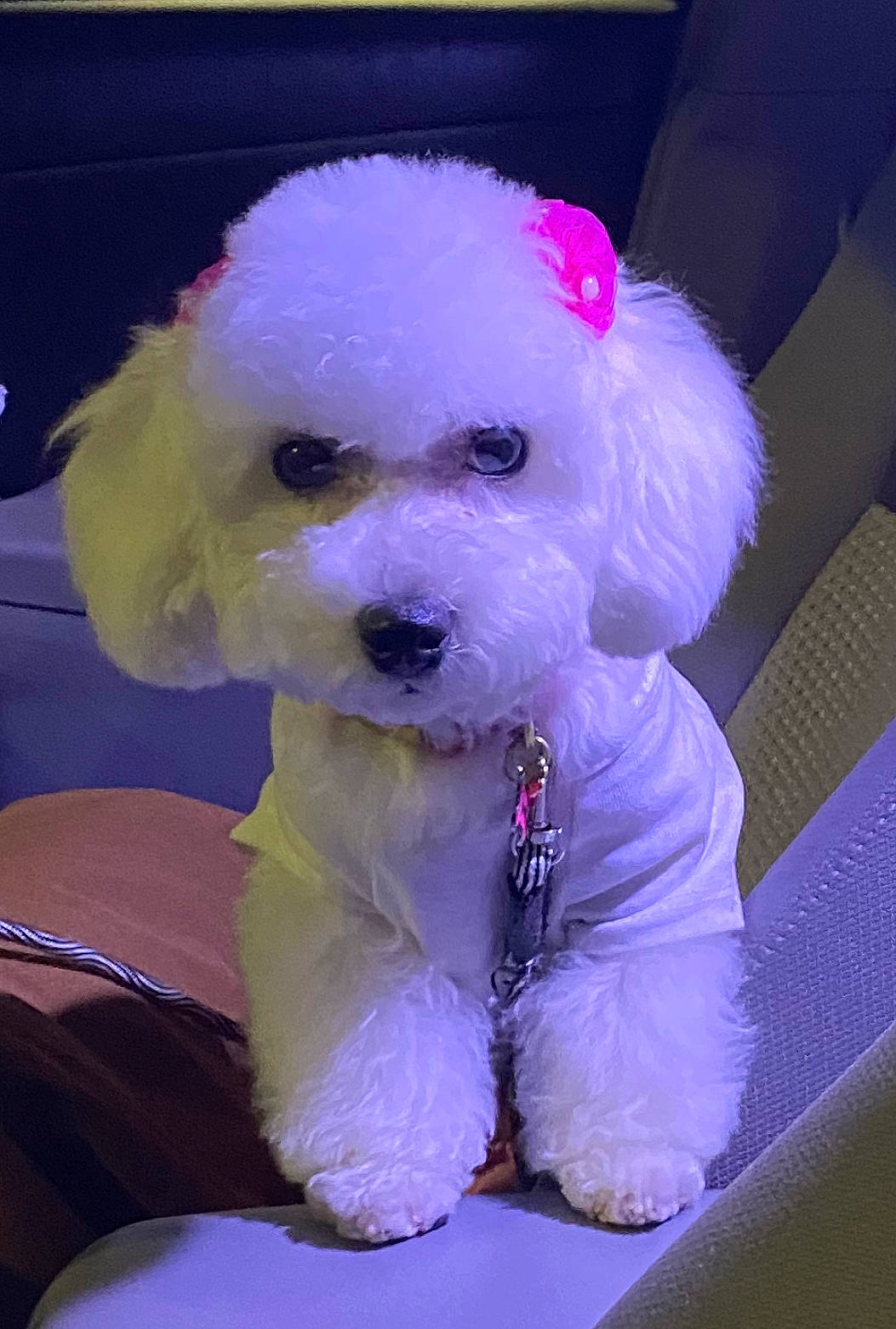 Kai is registered to the contest to win money with this photo: bichon, canidae, carnivore, companion_dog, dog, dog_breed, dog_clothes, dog_supply, fur, magenta, maltepoo, poodle, poodle_crossbreed, purple, snout, sporting_group, stuffed_toy, toy, toy_dog, water_dog