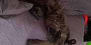 Naïrobi a rejoint le concours — aidez-le/la à gagner de superbes lots ! cat, black_cat, bed, bedding, blanket, relaxing, sleeping, fur, tail, paws, indoor, domestic_animal, pet, gray, fabric, cozy, resting, feline, animal, household