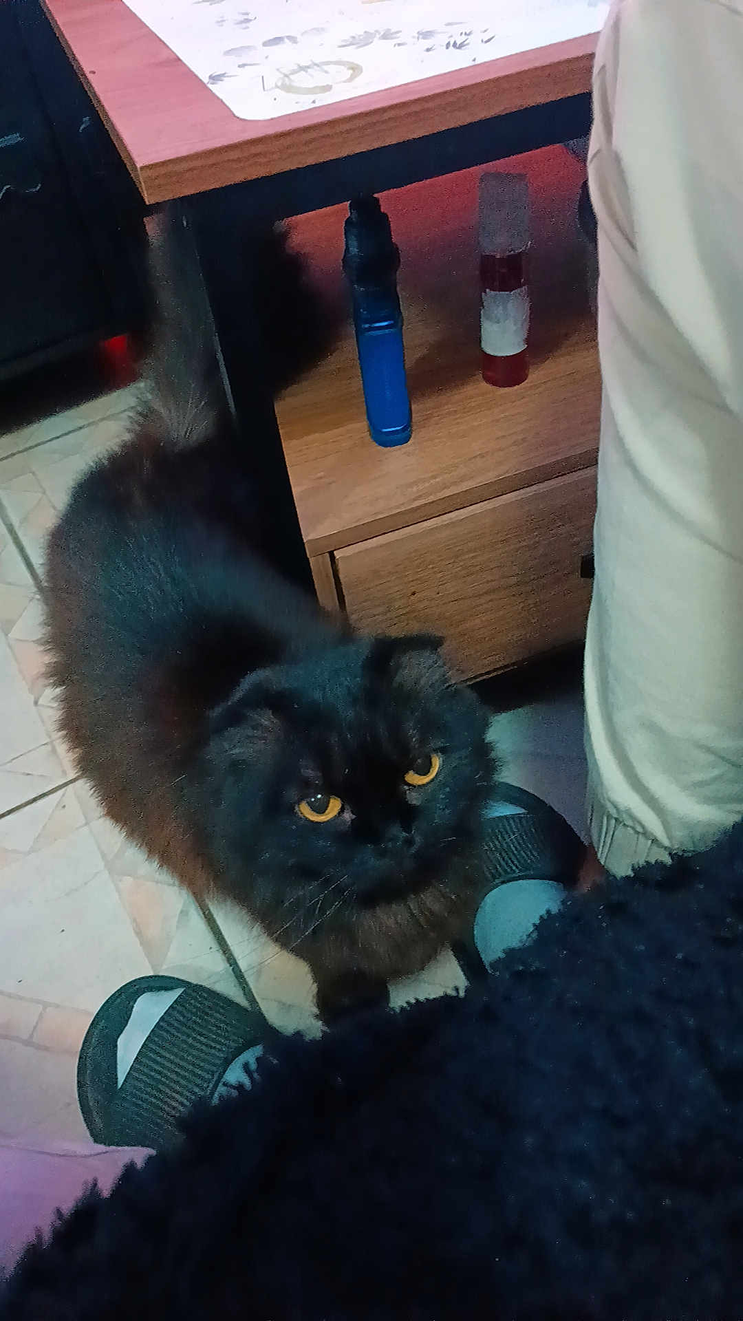 Naïrobi a rejoint le concours — aidez-le/la à gagner de superbes lots ! cat, black_cat, pet, indoor, floor, tiles, table, wooden_table, person, feet, slippers, yellow_eyes, furry, curious, domestic_animal, home, cozy, looking_up, shadow, casual