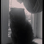 Naïrobi a rejoint le concours — aidez-le/la à gagner de superbes lots ! cat, black_cat, windowsill, window, curtain, indoor, pet, animal, feline, silhouette, daylight, soft_light, fluffy, sitting, home, quiet, calm, cute, domestic_cat, shadow