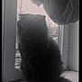 cat, black_cat, windowsill, window, curtain, indoor, pet, animal, feline, silhouette, daylight, soft_light, fluffy, sitting, home, quiet, calm, cute, domestic_cat, shadow