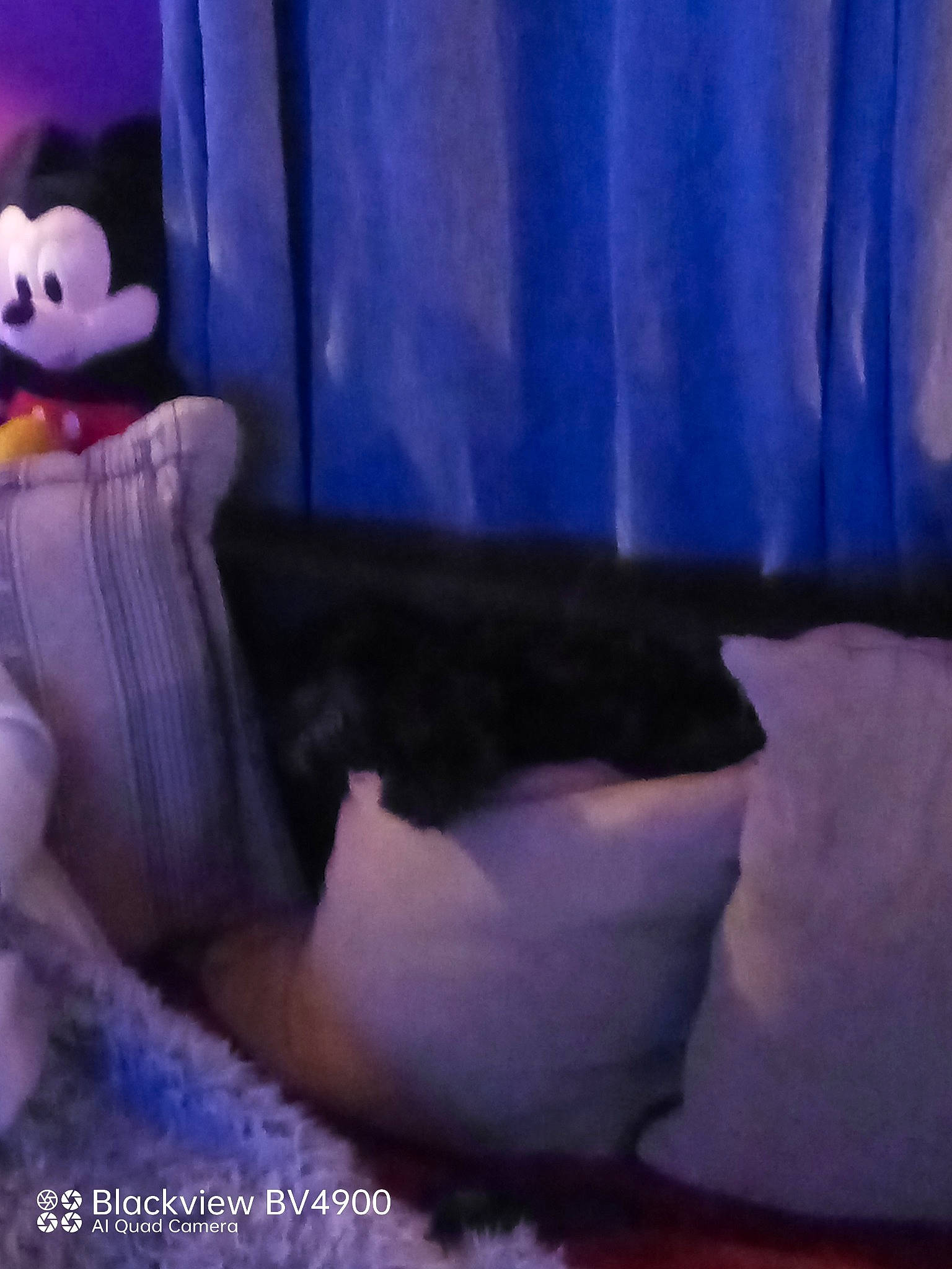 Chopy a rejoint le concours — aidez-le/la à gagner de superbes lots ! chair, comfort, curtain, darkness, electric_blue, entertainment, event, felidae, fictional_character, fur, human_leg, linens, magenta, purple, room, stuffed_toy, teddy_bear, textile, toy, violet