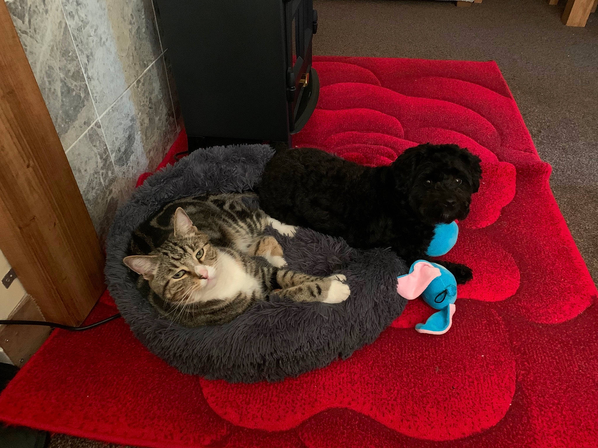 Joey joined the competition — help win amazing prizes! canidae, carnivore, carpet, cat, comfort, companion_dog, dog_breed, domestic_short_haired_cat, felidae, flooring, fur, grey, hardwood, linens, room, small_to_medium_sized_cats, sporting_group, tail, whiskers, wood