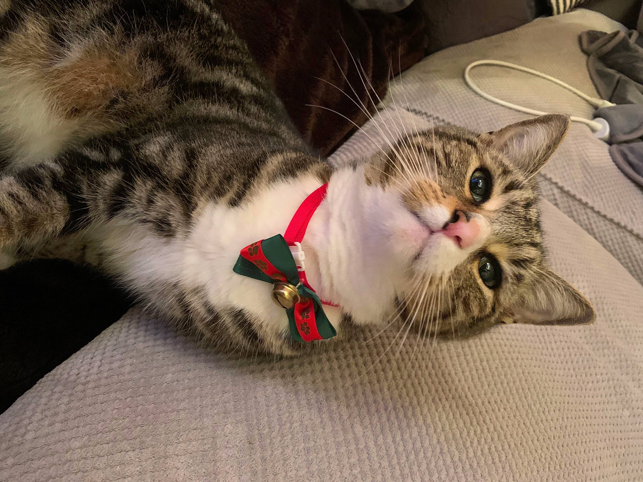 Joey joined the competition — help win amazing prizes! carnivore, cat, cat_supply, claw, collar, comfort, domestic_short_haired_cat, felidae, fur, kitchen_utensil, paw, plate, serveware, small_to_medium_sized_cats, snout, tableware, whiskers