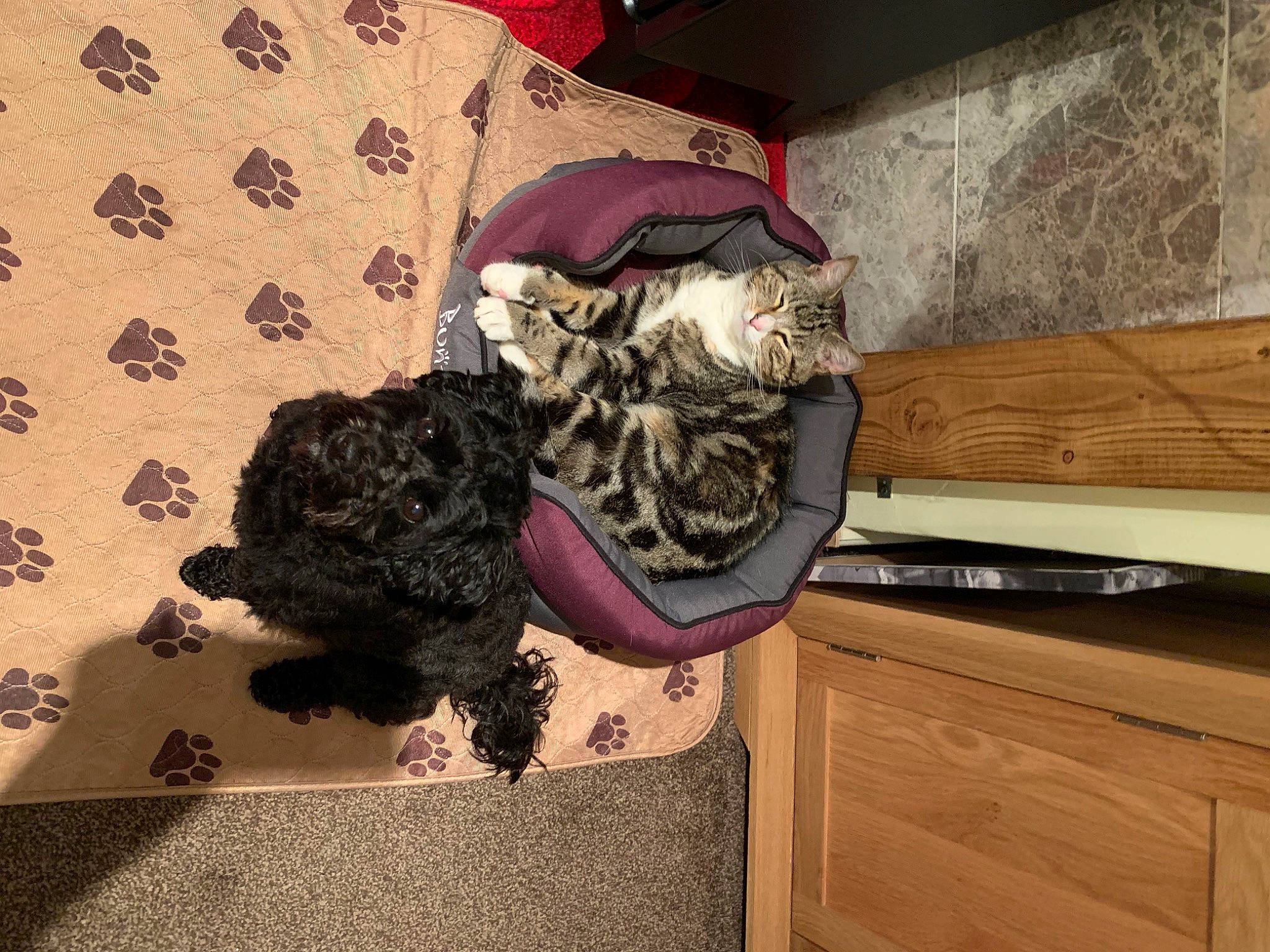 Joey joined the competition — help win amazing prizes! boot, carnivore, cat, comfort, design, drawer, dress, fawn, felidae, floor, flooring, fur, hardwood, interior_design, room, shelf, small_to_medium_sized_cats, thigh, wall, wood