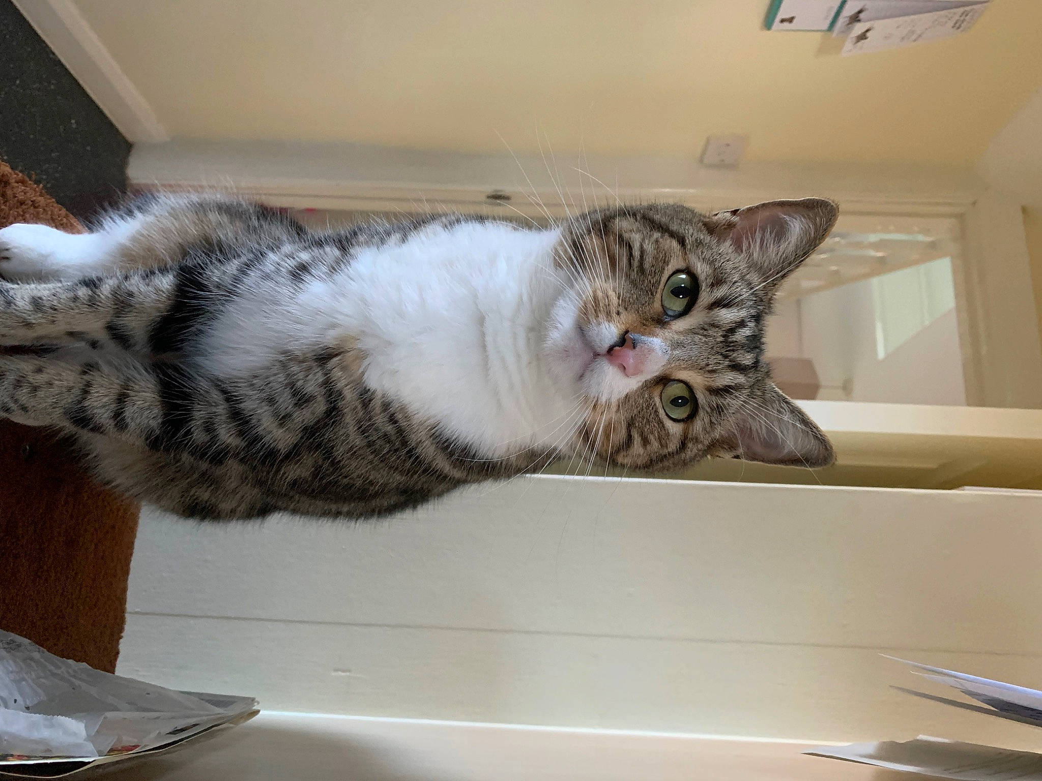 Joey is registered to the contest to win money with this photo: carnivore, cat, comfort, cutlery, domestic_short_haired_cat, felidae, fur, household_silver, kitchen_utensil, paw, plate, room, small_to_medium_sized_cats, tableware, tail, vehicle, whiskers, window