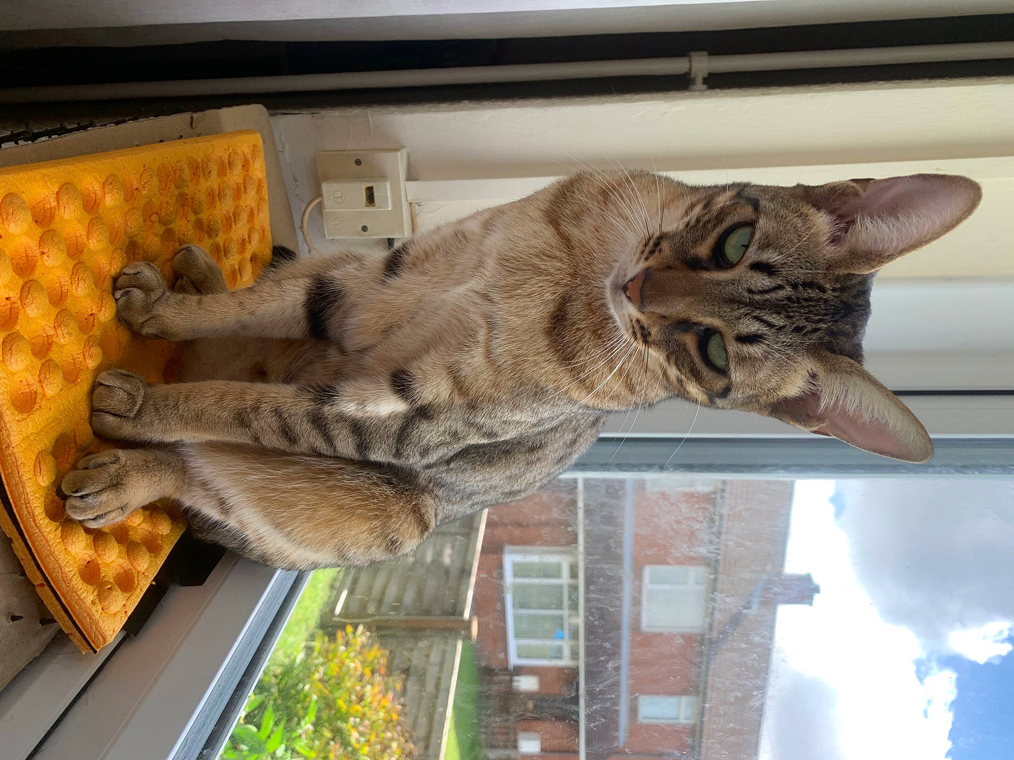 Asha is registered to the contest to win money with this photo: art, building, carnivore, cat, domestic_short_haired_cat, fawn, felidae, fur, mammal, plant, sculpture, small_to_medium_sized_cats, snout, tail, tree, vehicle, vertebrate, whiskers, window, wood