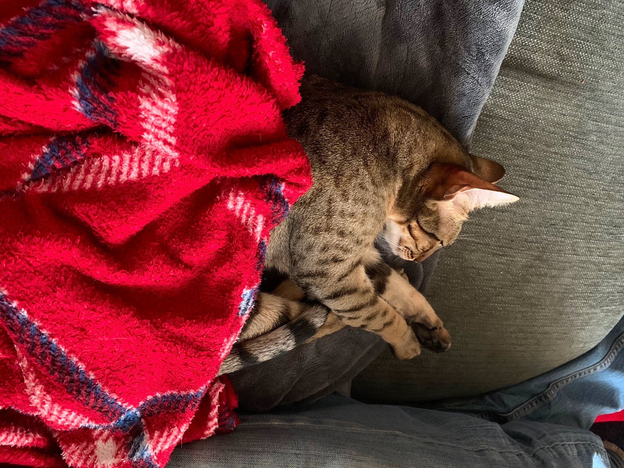 Asha is registered to the contest to win money with this photo: bag, carmine, carnivore, cat, claw, comfort, couch, domestic_short_haired_cat, felidae, fur, grey, linens, nap, pattern, paw, small_to_medium_sized_cats, tail, tartan, textile, whiskers