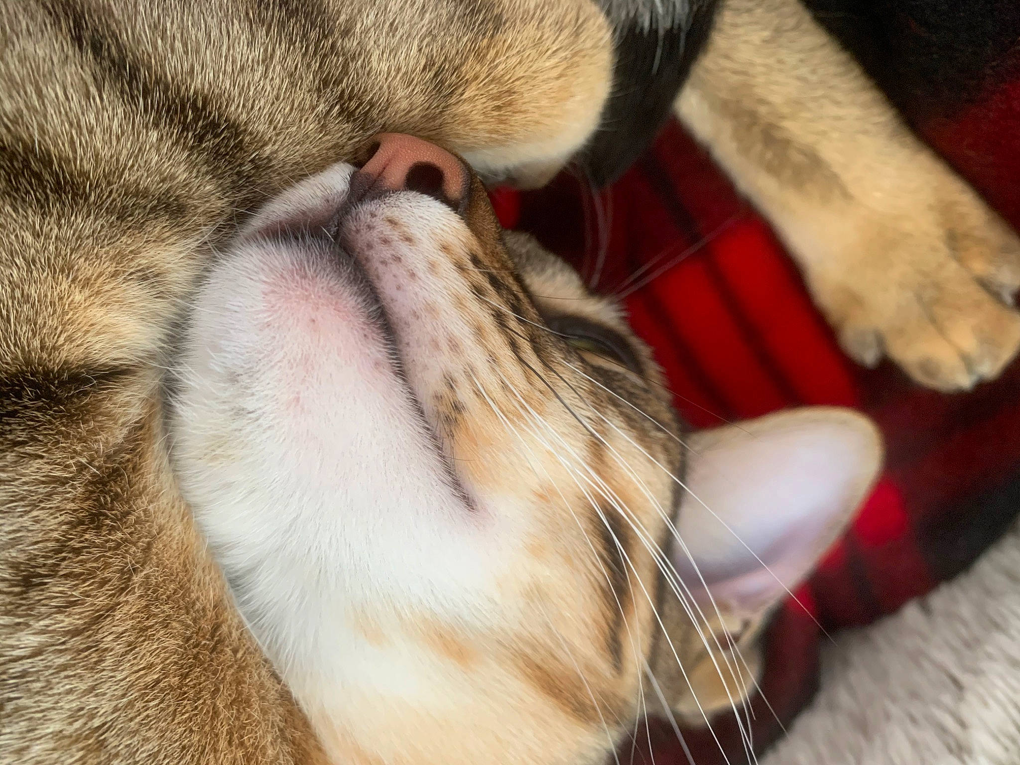 Asha joined the competition — help win amazing prizes! carnivore, cat, claw, comfort, domestic_short_haired_cat, ear, fawn, felidae, fur, human_leg, nail, nap, paw, sleep, small_to_medium_sized_cats, snout, tail, terrestrial_animal, vertebrate, whiskers