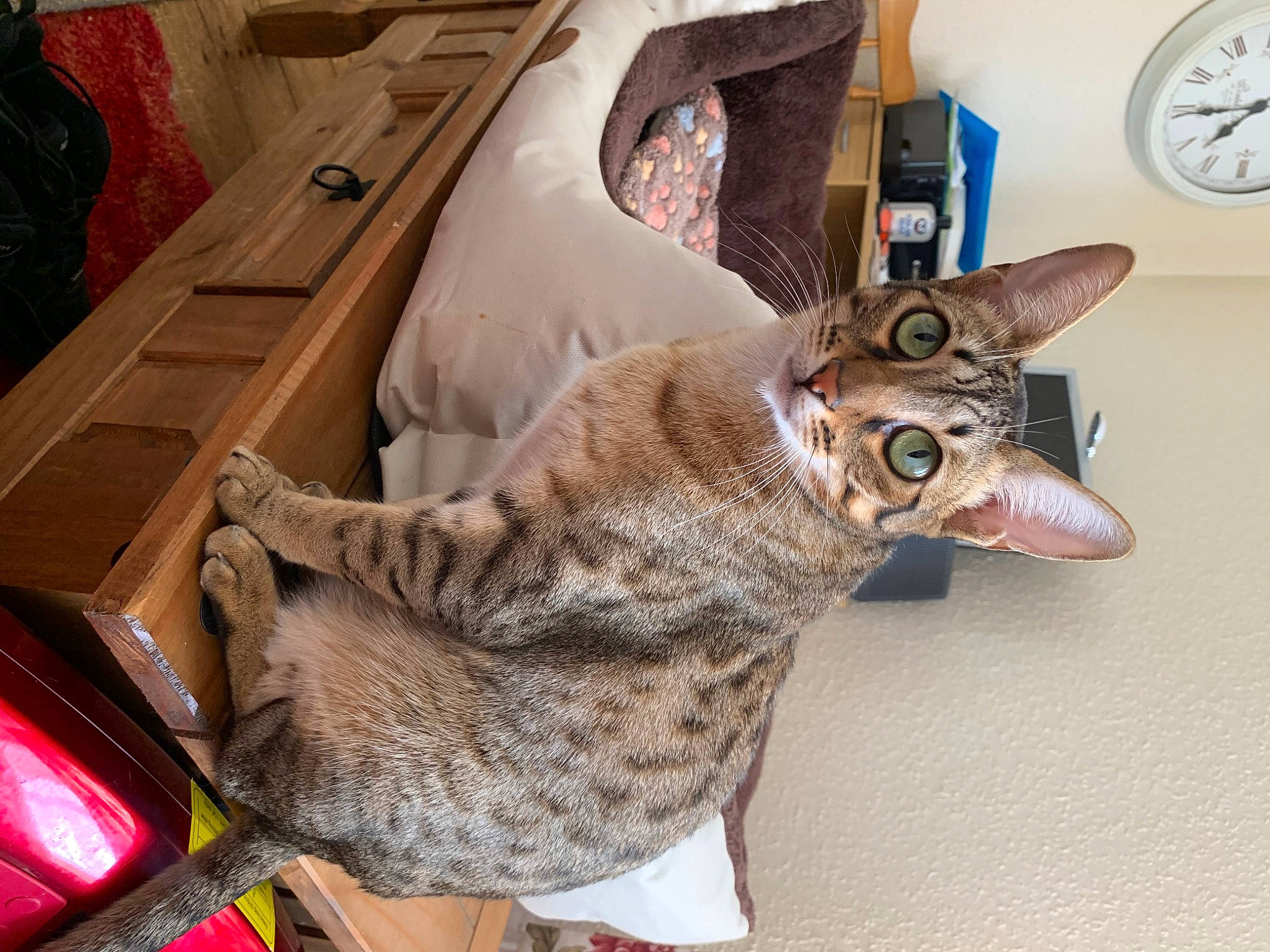 Asha joined the competition — help win amazing prizes! carnivore, cat, clock, comfort, devon_rex, domestic_short_haired_cat, fawn, felidae, fur, home_accessories, linens, pattern, paw, room, sitting, small_to_medium_sized_cats, snout, tail, toy, whiskers